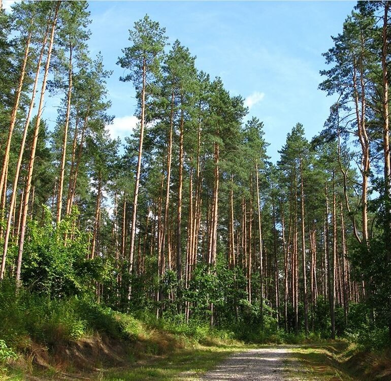 семена сосны сосна обыкновенная